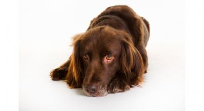 Немски дългокосмест птичар