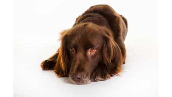 Немски дългокосмест птичар