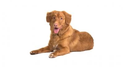 Новошотландски ретривър