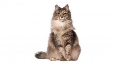 Норвежка горска котка