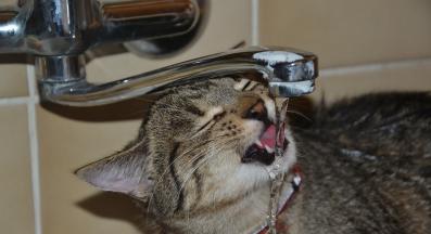 котка пие вода от чешма