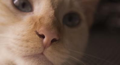 котка отблизо