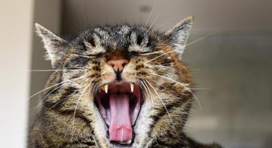 котешки зъби