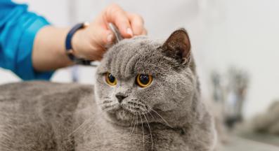 грижа за котешки уши