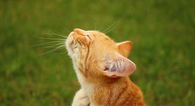 котка се чеше