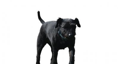 Патърдейл териер