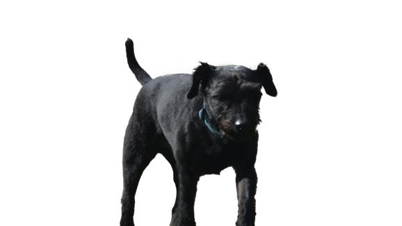 Патърдейл териер