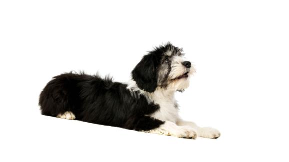 Полска низинна овчарка