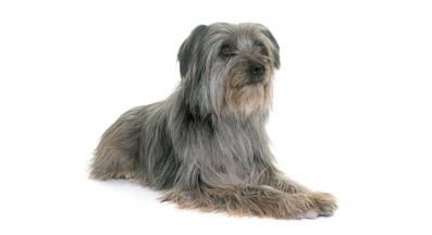 Пиренейска Овчарка