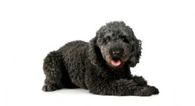 Pumi