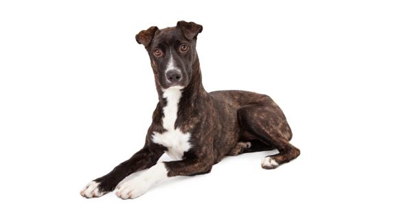 Планинско гонче