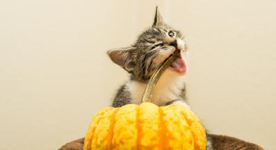 котка и тиква