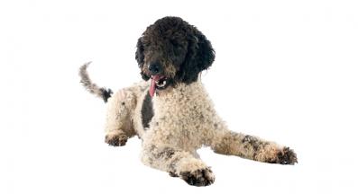 Португалско водно куче