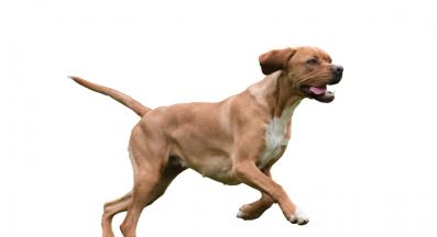 Португалски пойнтер