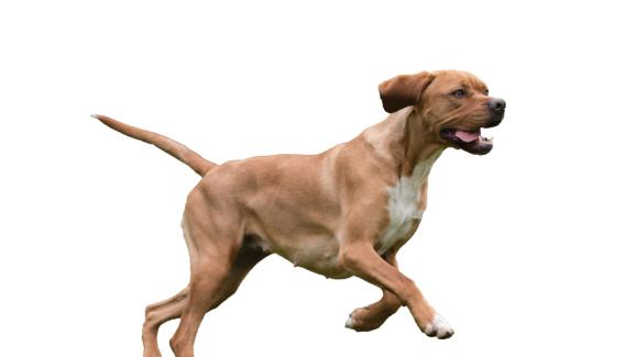 Португалски пойнтер