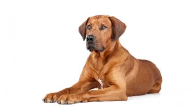 Родезийски Риджбек