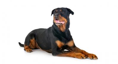 Ротвайлер
