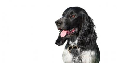 Руски шпаньол