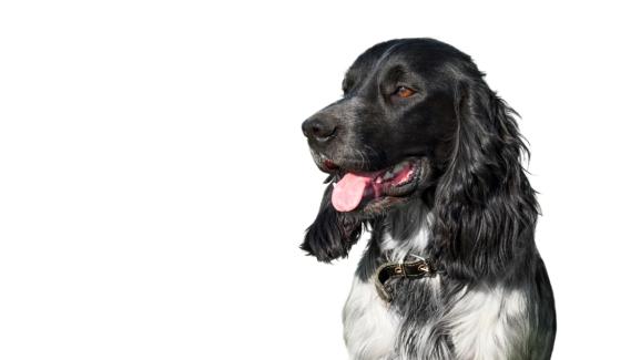 Руски шпаньол