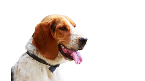 Руско петнисто гонче