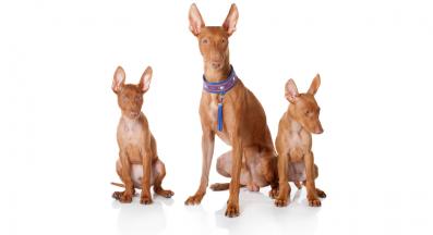 Сицилианска хрътка