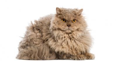 Селкърк рекс