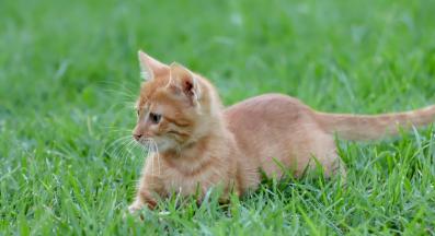 котка в трева