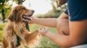 Ветеринар: Оставете кучето си да души всичко по време на разходка