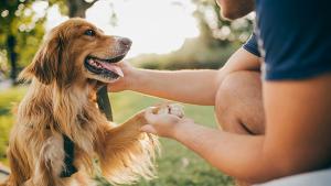Ветеринар: Оставете кучето си да души всичко по време на разходка