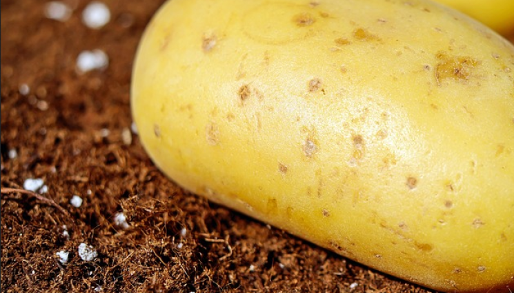 Агро - Агро Телеграф: Азот след засаждане е като след дъжд качулка