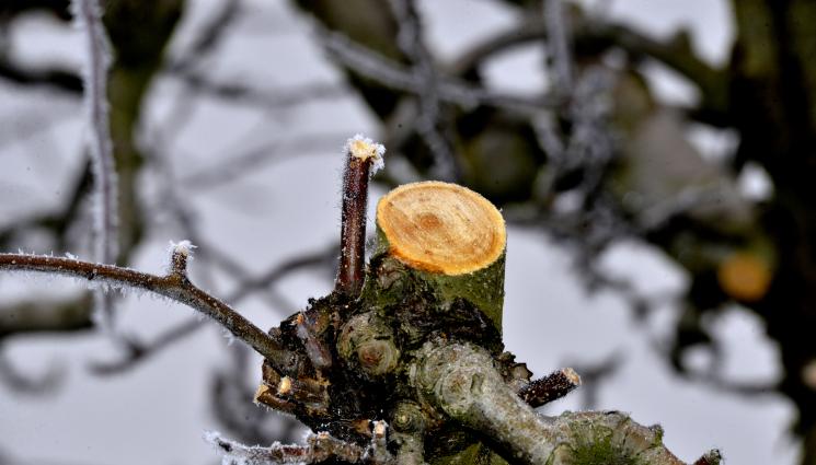 Агро - Агро Телеграф: Резитба на ябълката правим само след студа