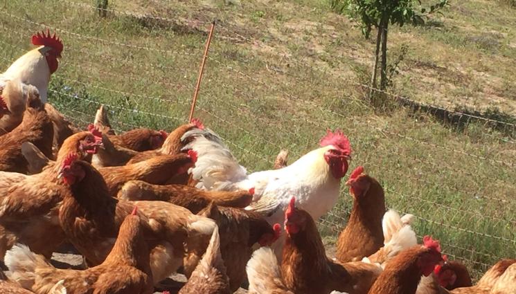 Агро - Агро Телеграф: Дръжте кокошките в курника, а фуража на закрито