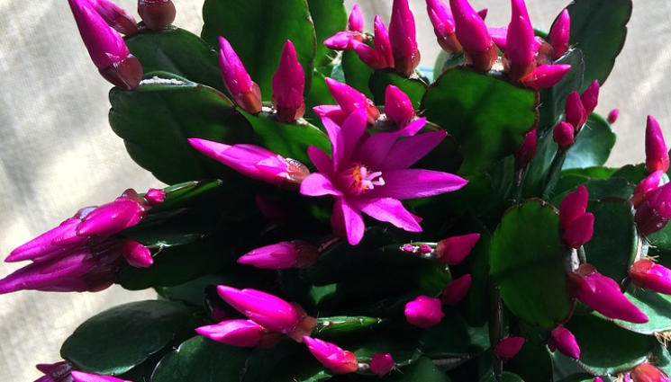 Агро - Агро Телеграф: Коледничето има нужда от подстрижка