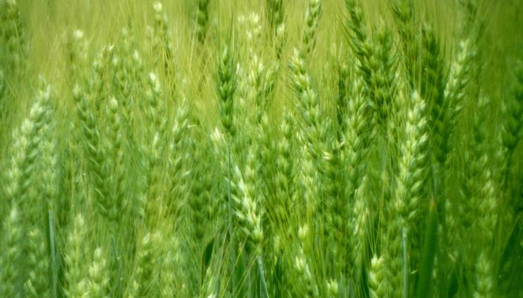 Агро - Агро Телеграф: Възход на пшеницата, срив на домати и пипер