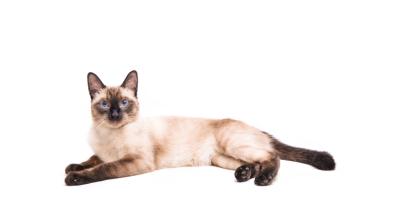 Сиамска котка