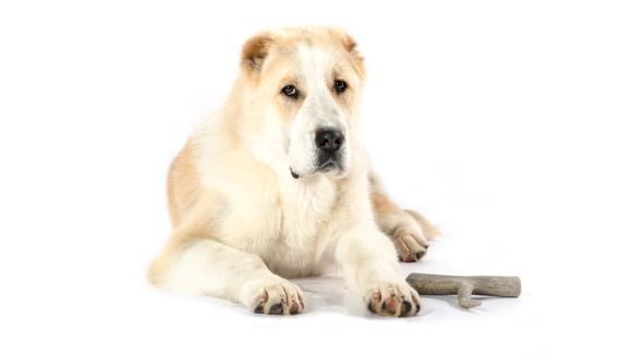 Средноазиатска овчарка