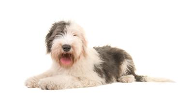 Староанглийска овчарка