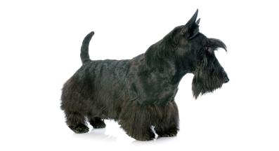 Скоч Териер