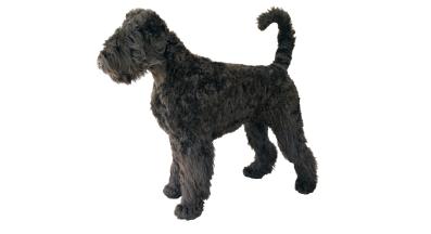 ризеншнауцер