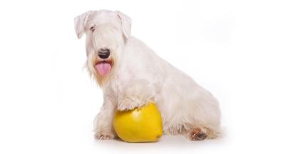 Сийлиъмски териер