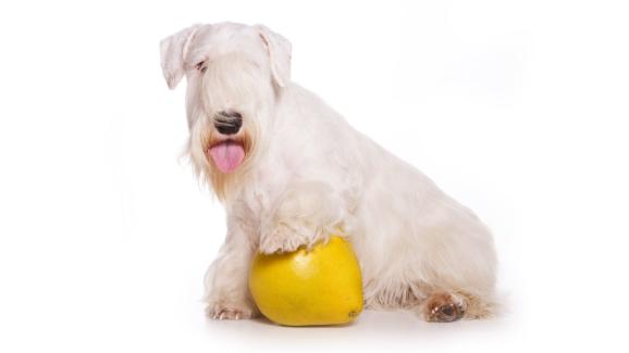 Сийлиъмски териер