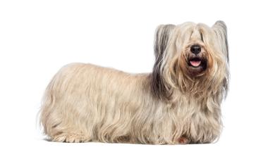 Скай териер