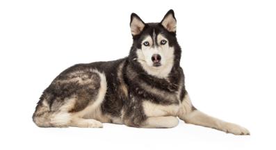 Сибирско Хъски