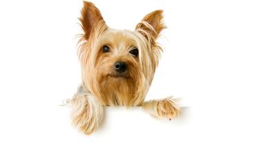 Силки Териер