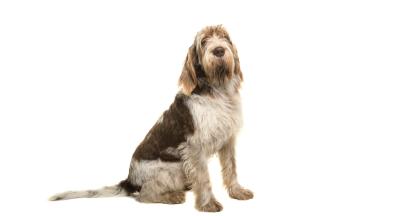 Спиноне Италиано