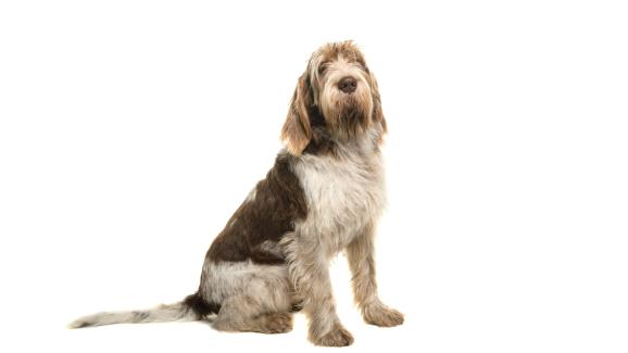 Спиноне Италиано