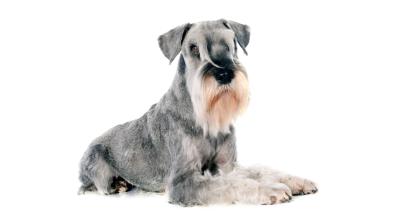 Стандартен Шнауцер