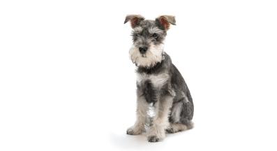 Мини шнауцер