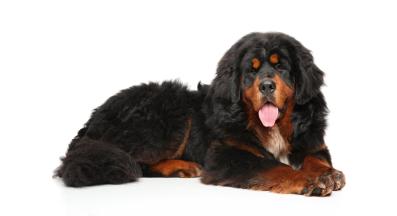 Тибетски Мастиф