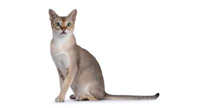 Сингапурска котка